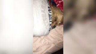 Watch my tattooed Latina MILF take a raw doggy ride like a pro